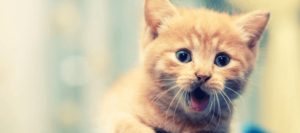 Another Giant Website Update